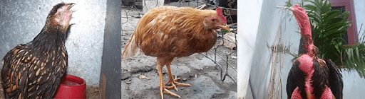 kháng sinh cho gia cầm