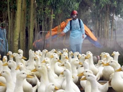 Những loại thuốc cho vịt con để phòng bệnh tật 