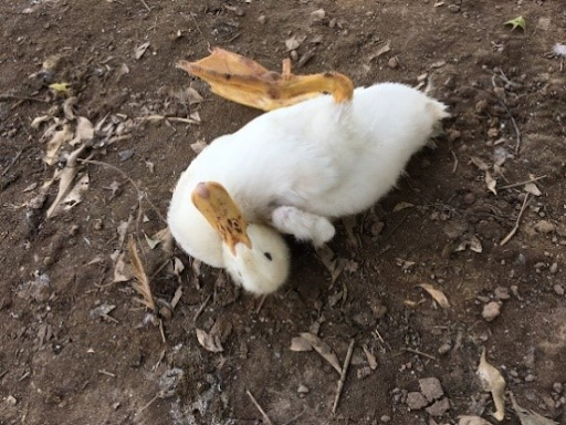 bệnh bại huyết ở vịt