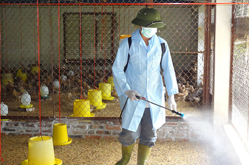 Luôn đảm bảo chuồng trại sạch sẽ, thông thoáng
