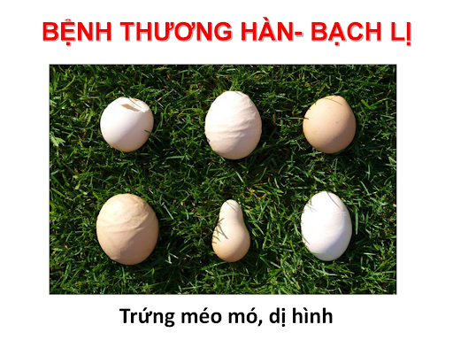 Một số biện pháp phòng tránh bệnh bạch lỵ ở gà