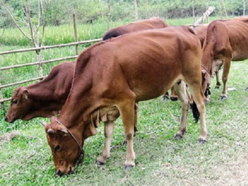 Tiêu chảy