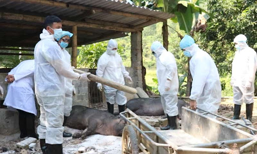 Bệnh dịch ở lợn