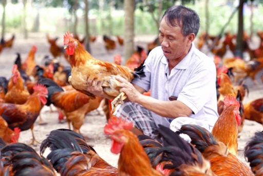 Bật mí địa điểm mua thuốc điều trị gà uy tín, chất lượng
