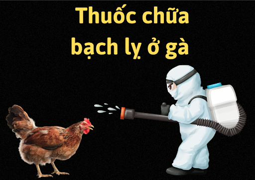Danh sách loại thuốc trị bệnh bạch lỵ ở gà tốt nhất hiện nay