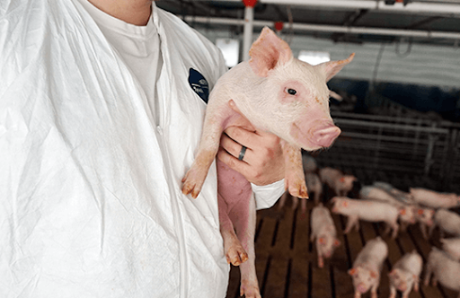 Tổng quan về các loại thuốc kháng sinh cho gia súc