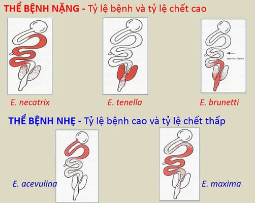 Bệnh cầu trùng ở gà