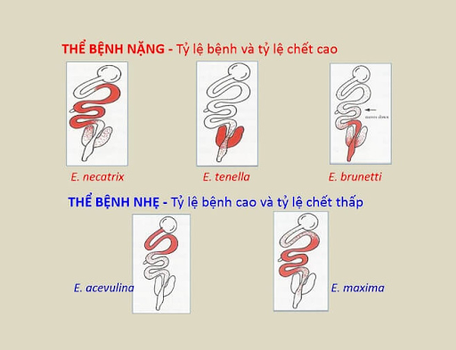 Bệnh cầu trùng gà
