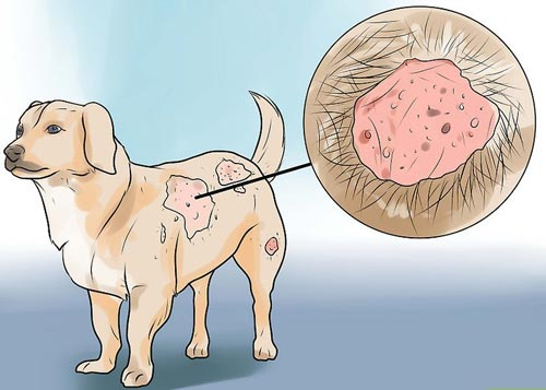 Bệnh ghẻ Sarcoptes ở chó