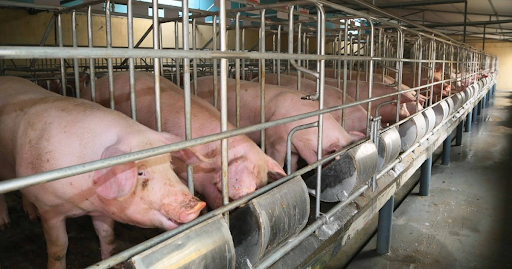 Những vấn đề cần lưu ý khi sử dụng kháng sinh thú y