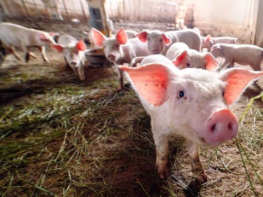 Lợi ích của việc sử dụng kháng sinh trong thức ăn chăn nuôi
