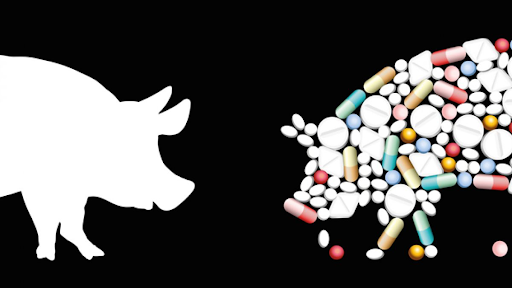 Cách sử dụng kháng sinh thú y hiệu quả
