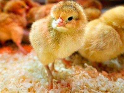 Thuốc úm gà con có công dụng gì?