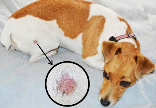 Hướng dẫn cách điều trị bệnh ghẻ cho vật nuôi hiệu quả