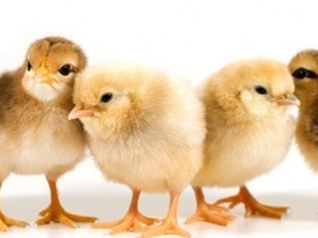 Cách sử dụng thuốc úm gà con