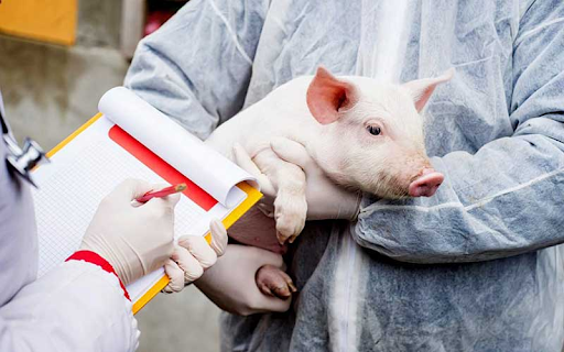 Thực trạng sử dụng kháng sinh trong chăn nuôi
