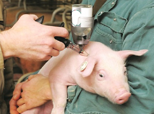 Những điều cần tránh khi sử dụng thuốc kháng sinh cho gia súc
