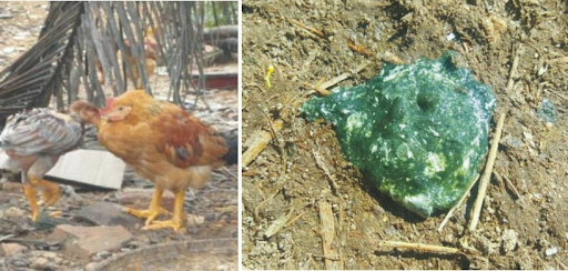 triệu chứng ký sinh trùng ở gà
