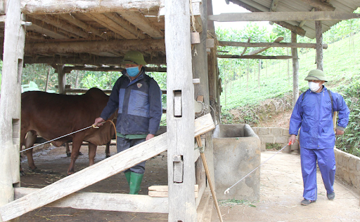Phun thuốc khử trùng trong chăn nuôi