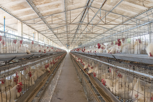 Đảm bảo chất lượng không gian chuông trại