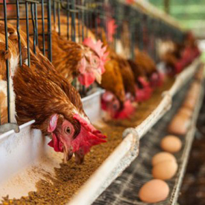 Điểm Mặt Một Số Dòng Sản Phẩm Thuốc Trị Bệnh Thú Y Chất Lượng Tốt