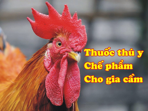 Top những loại thuốc thú y cho gà và nơi bán uy tín nhất