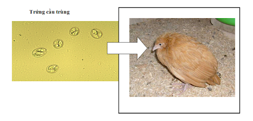 Đường lây truyền cầu trùng gà