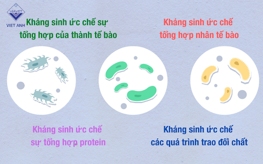 Nhóm kháng sinh thú y