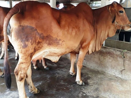 Bệnh tụ huyết trùng
