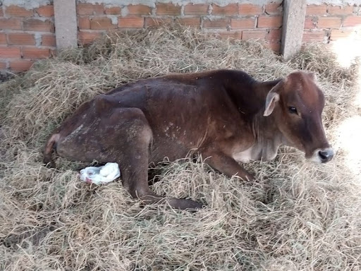 Bệnh ký sinh trùng đường máu