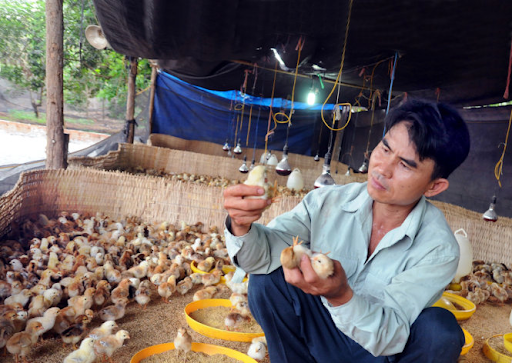 Lưu ý khi sử dụng thuốc thú y cho gà 