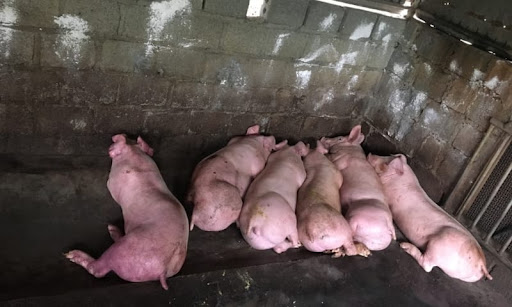 Các triệu chứng lâm sàng của bệnh dịch tả lợn cổ điển