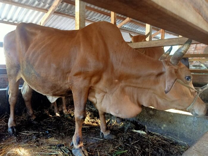 Triệu chứng của bệnh ký sinh trùng đường máu ở bò