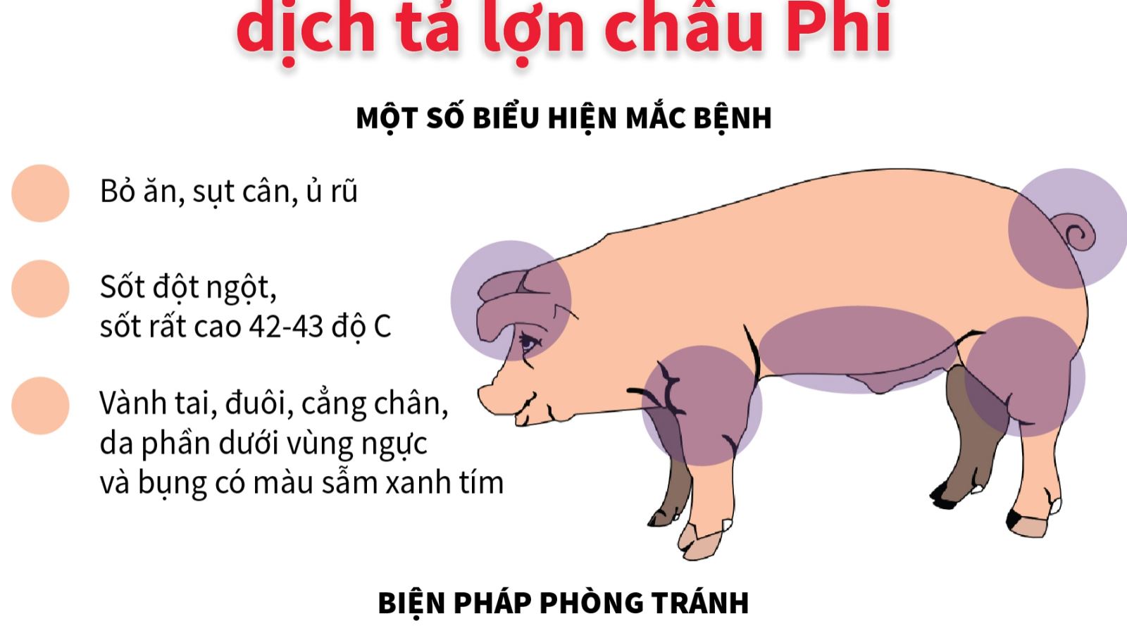 Bệnh dịch tả lợn Châu Phi