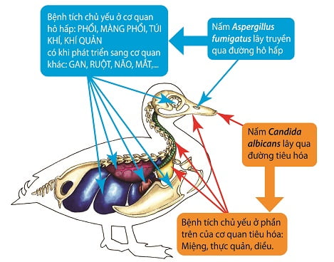 Đường truyền bệnh nấm mốc ở gà
