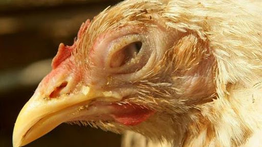 Cách phòng và chữa bệnh đầu đen trên gà tối ưu nhất