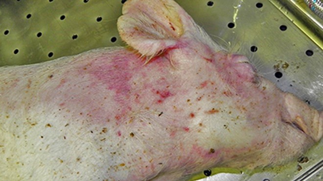 Dịch tả lợn cổ điển cấp tính