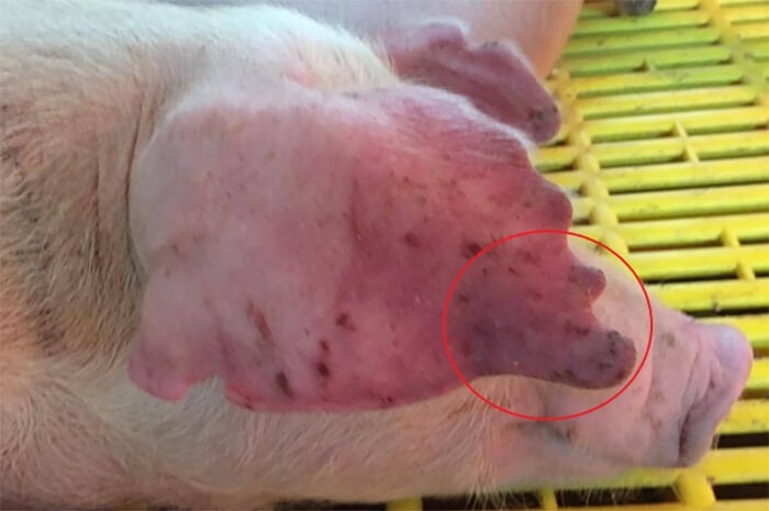 Dịch tả lợn cổ điển cấp tính