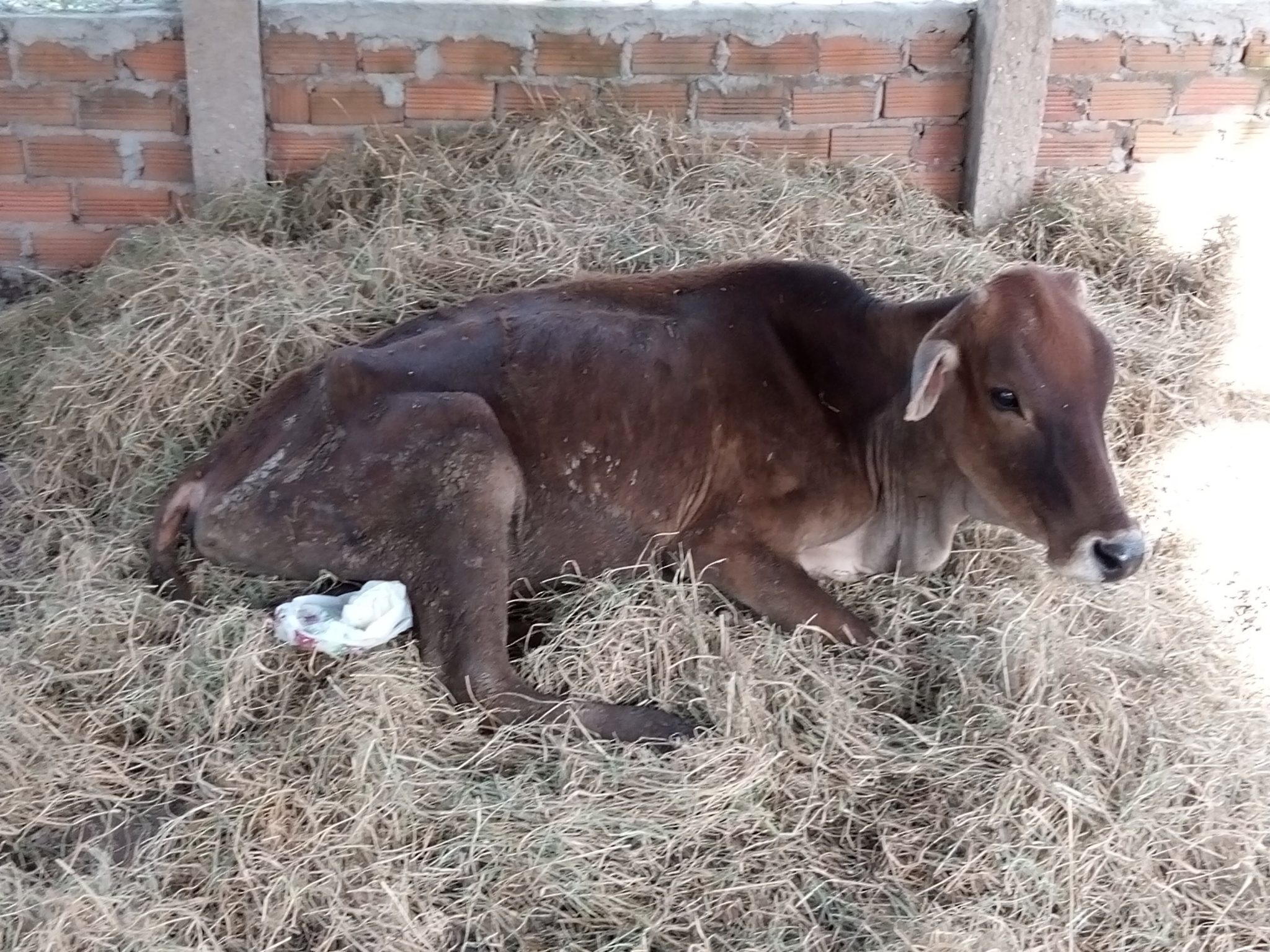 chẩn đoán bệnh ký sinh trùng đường máu