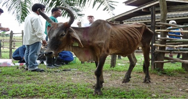 Bệnh Ký sinh Trùng Đường Máu Ở Bò