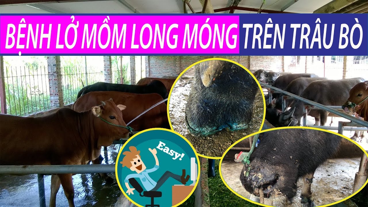 bien phap phong va dieu tri benh lo mom long mong benh lo mom long mong 1 2