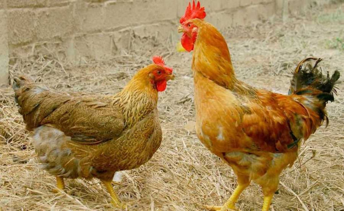 bệnh cúm A H5N1