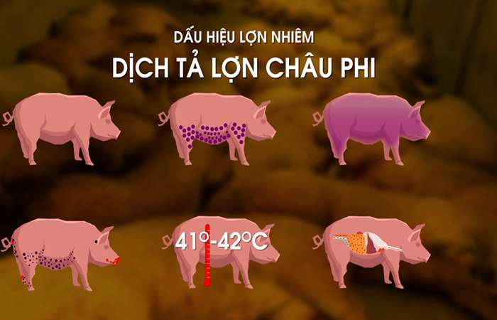 Bệnh dịch tả lợn Châu Phi