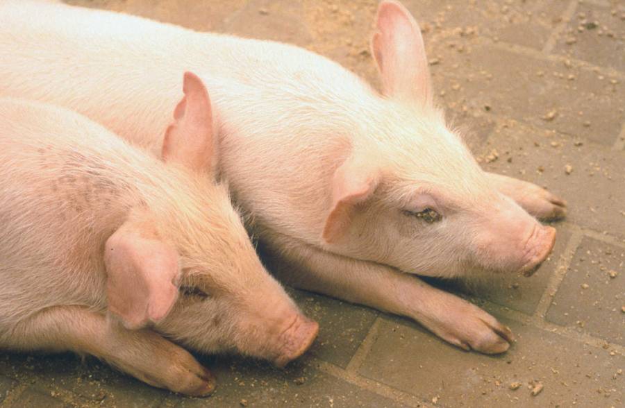 bệnh dịch tả lợn cổ điển