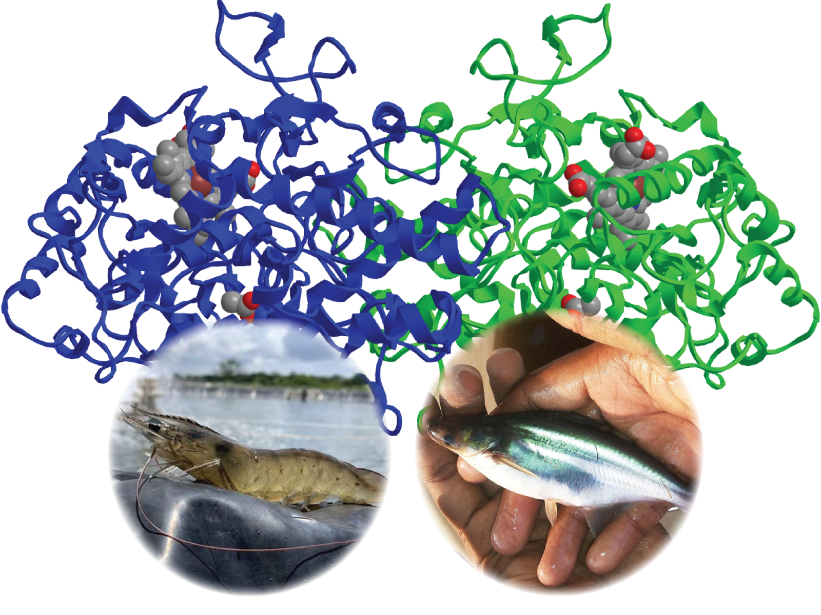 Nguồn dinh dưỡng và enzyme cho bộ máy tiêu hóa của vật nuôi