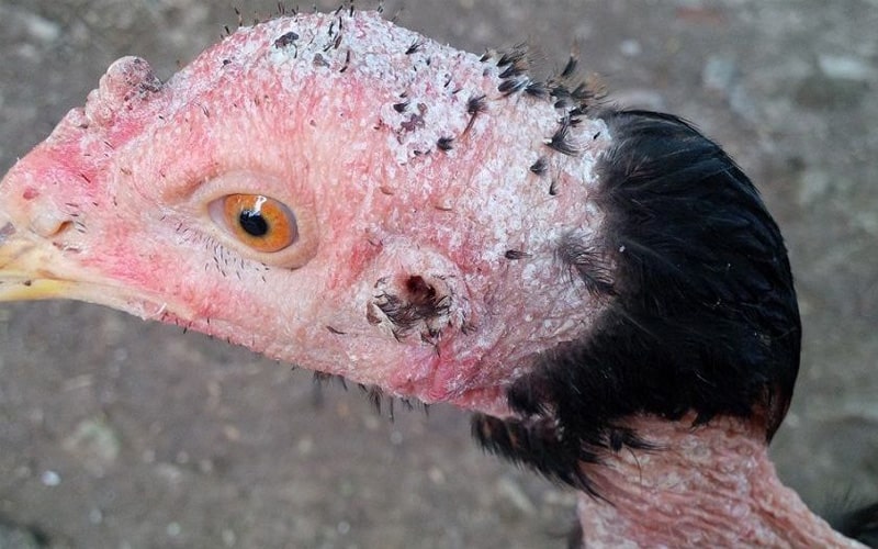 Thuốc Chữa Bệnh Mốc Cho Gà