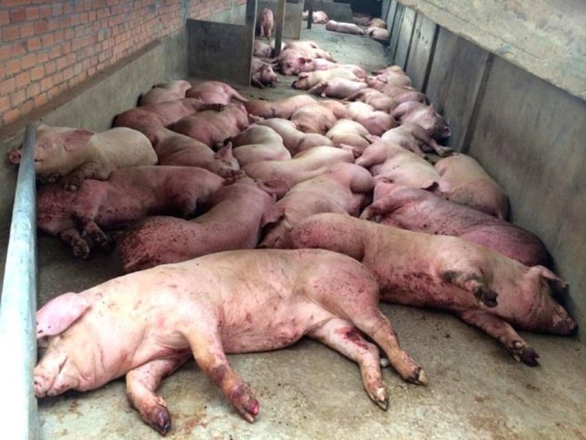 Lở mồm long móng là bệnh gì?