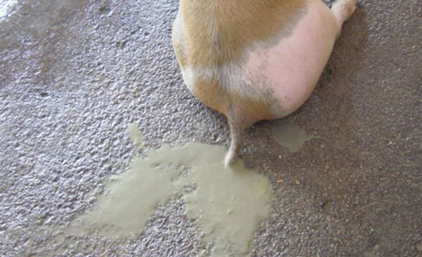 Tiêu Chảy Ở Heo