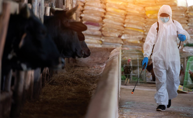 Lưu ý cần thiết khi dùng thuốc khử trùng chuồng trại