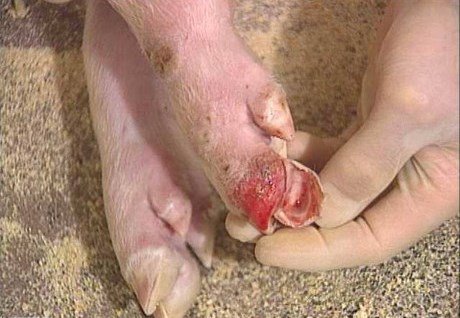 Cách điều trị và phòng tránh bệnh lở mồm long móng ở lợn hiệu quả